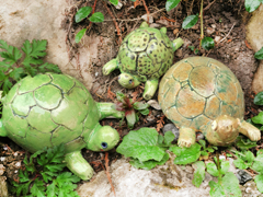 Schildkröten auf Futtersuche